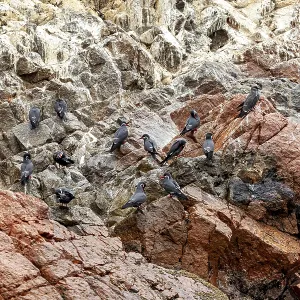Inca Terns Perch on Rugged Rocks Print Inca Terns Perch on Rugged Rocks Print