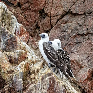 Two Birds on a Colourful Cliff Face Print Two Birds on a Colourful Cliff Face Print