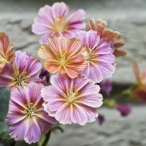 Bitterroot (Lewisia cotyledon) Print, Emsland, Germany