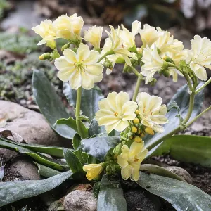 Bitterroot (Lewisia cotyledon) Print, Emsland, Germany