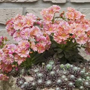 Bitterroot (Lewisia cotyledon) Print, Emsland, Germany