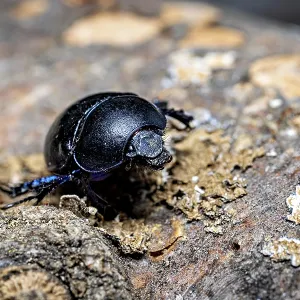 A Black Beetle on a Tree Trunk Print A Black Beetle on a Tree Trunk Print