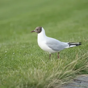 Black-headed Gull Print Black-headed Gull Print