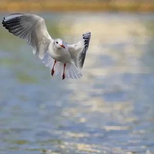 A Black-headed Gull in Flight Print, Bochum, Germany A Black-headed Gull in Flight Print, Bochum, Germany
