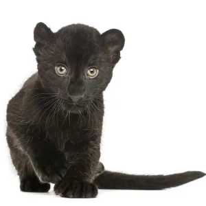 Black Leopard Cub Print - 3 Weeks Old Black Leopard Cub Print - 3 Weeks Old