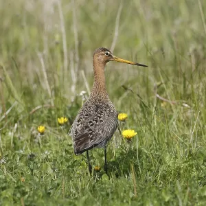 A Black-tailed Godwit in the Grass Print