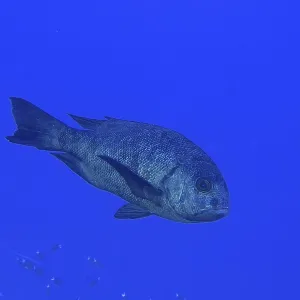 Black and White Snapper Print, St Johns Reef, Red Sea Black and White Snapper Print, St Johns Reef, Red Sea