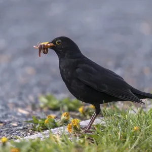 Blackbird Foraging Print - Turdus Merula Blackbird Foraging Print - Turdus Merula