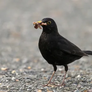 Blackbird Foraging Print - Turdus Merula Blackbird Foraging Print - Turdus Merula