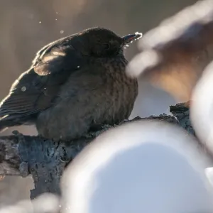 Blackbird in Snow, Female Songbird Print Blackbird in Snow, Female Songbird Print