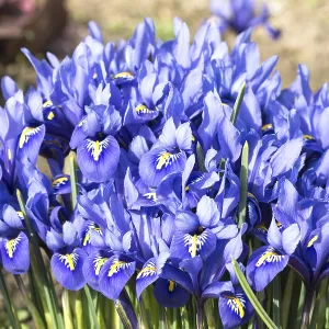 Blue Dwarf Iris Print (Iris reticulata) Blue Dwarf Iris Print (Iris reticulata)
