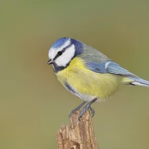 Blue Tit Print: Wilnsdorf, Germany Blue Tit Print: Wilnsdorf, Germany