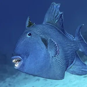Blauer Dornrötel (Pseudobalistes fuscus)