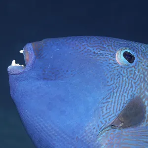 Blauer Drückerfisch (Pseudobalistes fuscus)