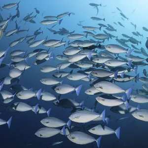 Blaue Einhörner (Naso caeruleacauda)