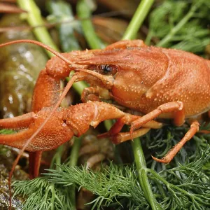 Boiled Crayfish with Dill Print Boiled Crayfish with Dill Print