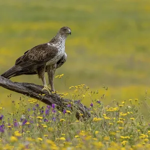 Águila de Bonelli (Aquila fasciata) Águila de Bonelli (Aquila fasciata)