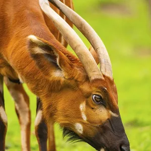 Bongo in Springtime Print, Germany