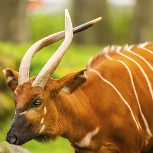 Bongo on a German Meadow Print