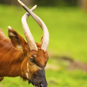 Bongo on a German Meadow Print
