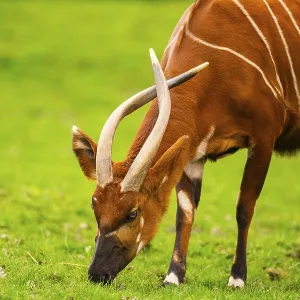 Bongo Print: Portrait of a Captive Bongo in Spring