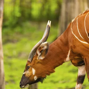 Bongo in Springtime Print, Germany