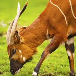 Bongo on a German Meadow Print