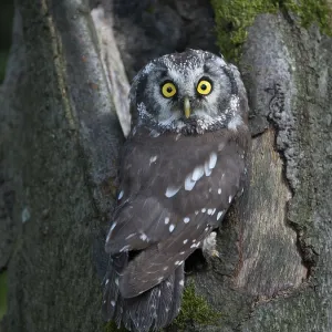 Búho boreal (Aegolius funereus) Búho boreal (Aegolius funereus)