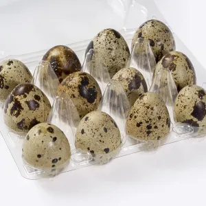 Einige braune gefleckte Wachtel-Eier in einem durchsichtigen Plastikbox.