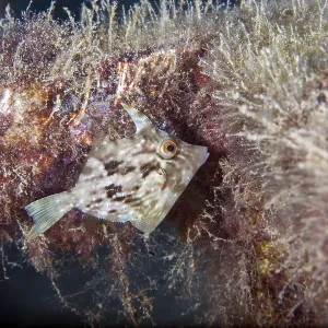 Brown Filefish Print, Lanzarote, Canary Islands