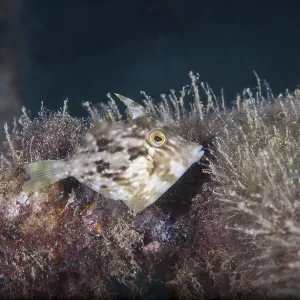 Brown Filefish Print, Lanzarote, Canary Islands