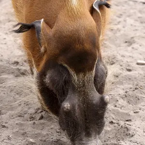Le cochon à oreilles de brosse. Le cochon à oreilles de brosse.