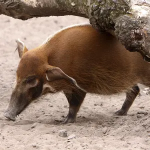 Le cochon à oreilles de brosse. Le cochon à oreilles de brosse.