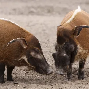 Les cochons aux oreilles de brosse. Les cochons aux oreilles de brosse.