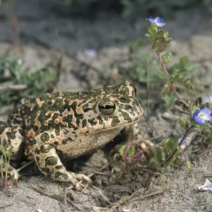 Green Toad Print (Bufo viridis) Green Toad Print (Bufo viridis)