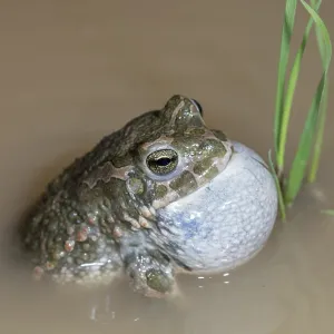 Green Toad Bufo viridis Print in Portrait Format Green Toad Bufo viridis Print in Portrait Format