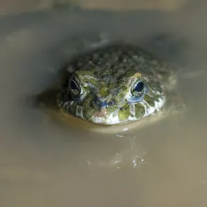 Green Toad Print - Bufotes viridis Green Toad Print - Bufotes viridis