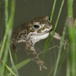 Green Toad Bufo viridis Print in Portrait Format Green Toad Bufo viridis Print in Portrait Format