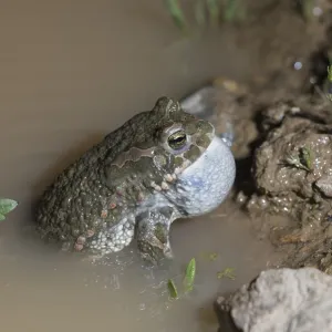 Green Toad (Bufotes viridis) Print Green Toad (Bufotes viridis) Print
