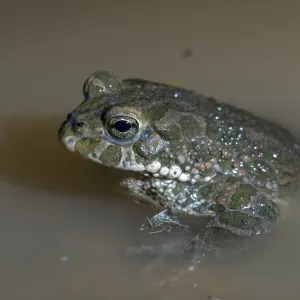 Green Toad Print, Bufotes viridis Green Toad Print, Bufotes viridis