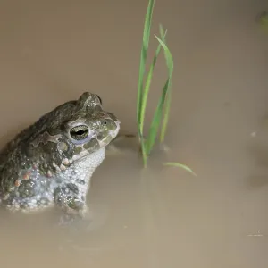 Green Toad Print, Bufotes viridis Green Toad Print, Bufotes viridis