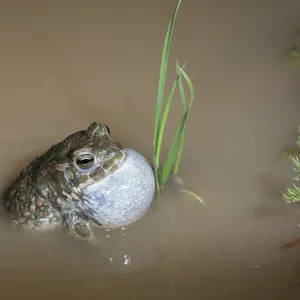 Green Toad Courtship Print Green Toad Courtship Print