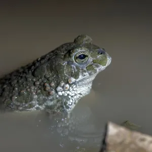 Green Toad Print - Bufotes viridis Green Toad Print - Bufotes viridis