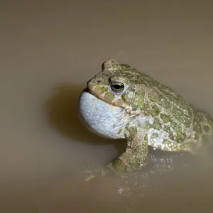 Green Toad Courtship Display Print Green Toad Courtship Display Print