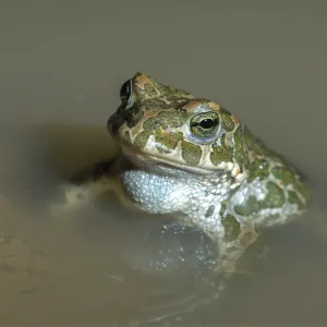 Green Toad Print, Amphibian Species Bufo viridis Green Toad Print, Amphibian Species Bufo viridis