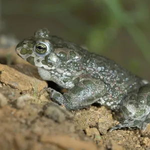 Green Toad Print - Bufotes viridis Green Toad Print - Bufotes viridis