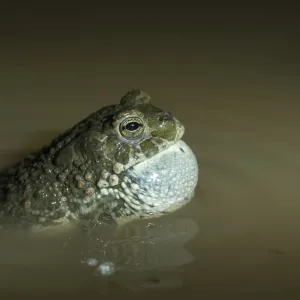 Green Toad Courtship Display Print Green Toad Courtship Display Print