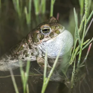 Green Toad Courtship Display Print Green Toad Courtship Display Print