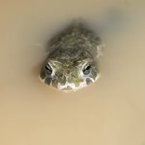 Green Toad Print Green Toad Print