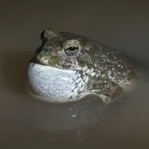 Green Toad Courtship Display Print Green Toad Courtship Display Print